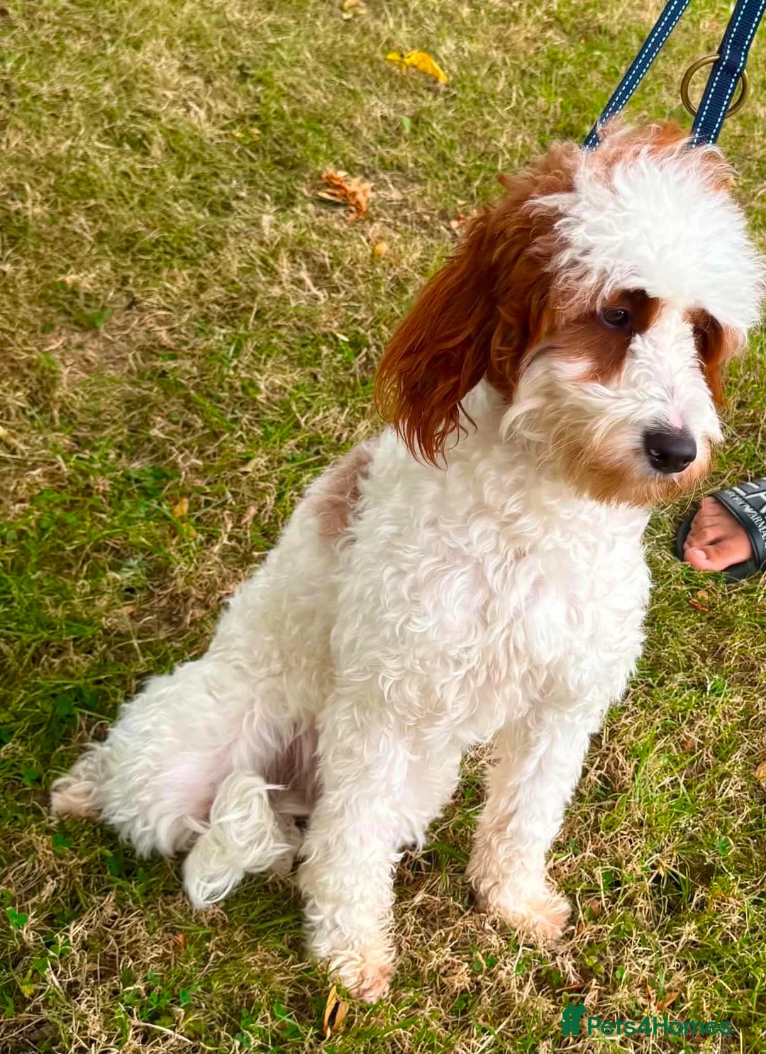 Cavapoo dogs for sale: GORGEOUS CAVAPOO GIRL FOR SALE! - Advert 2