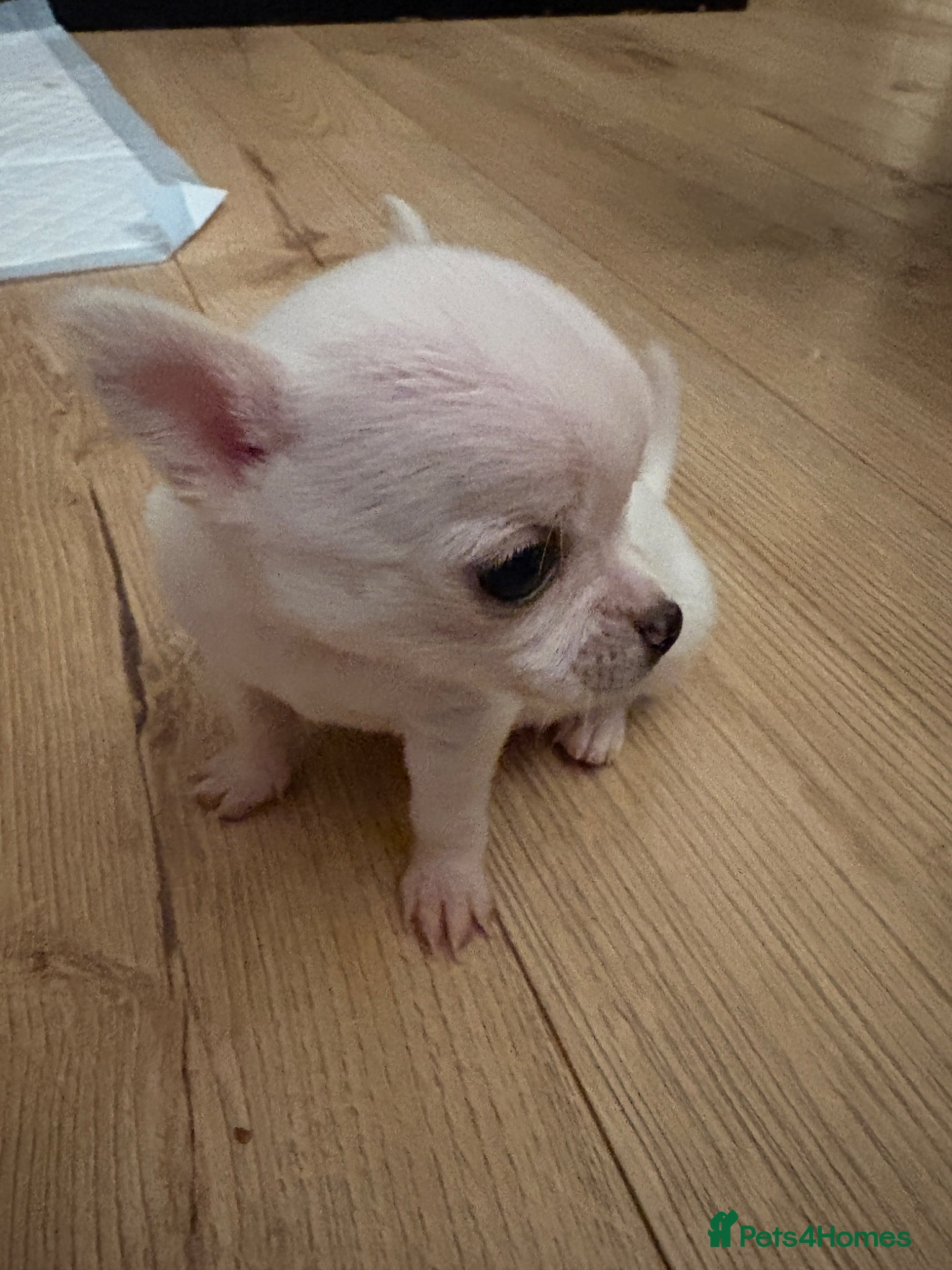 Chihuahua dogs Adorable Chihuahua Puppies Ready for Loving Homes - Advert 1