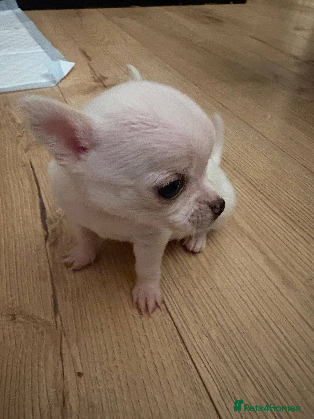 Chihuahua dogs for sale: Adorable Chihuahua Puppies Ready for Loving Homes - Advert 1