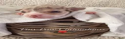 Chihuahua dogs for sale: Beautiful Chihuahua Puppies Raised in Loving Home - Advert 27