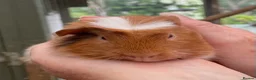 Guinea Pig rodents for sale: Stunning bonded baby guinea pigs - Advert 3