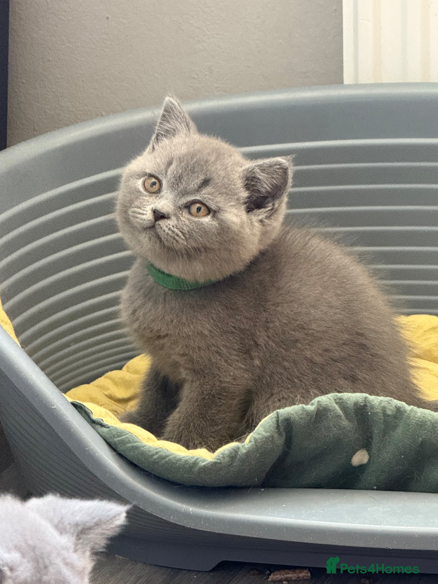 British Shorthair cats for sale: Pedigree British Shorthair Kittens ready to go! - Advert 23
