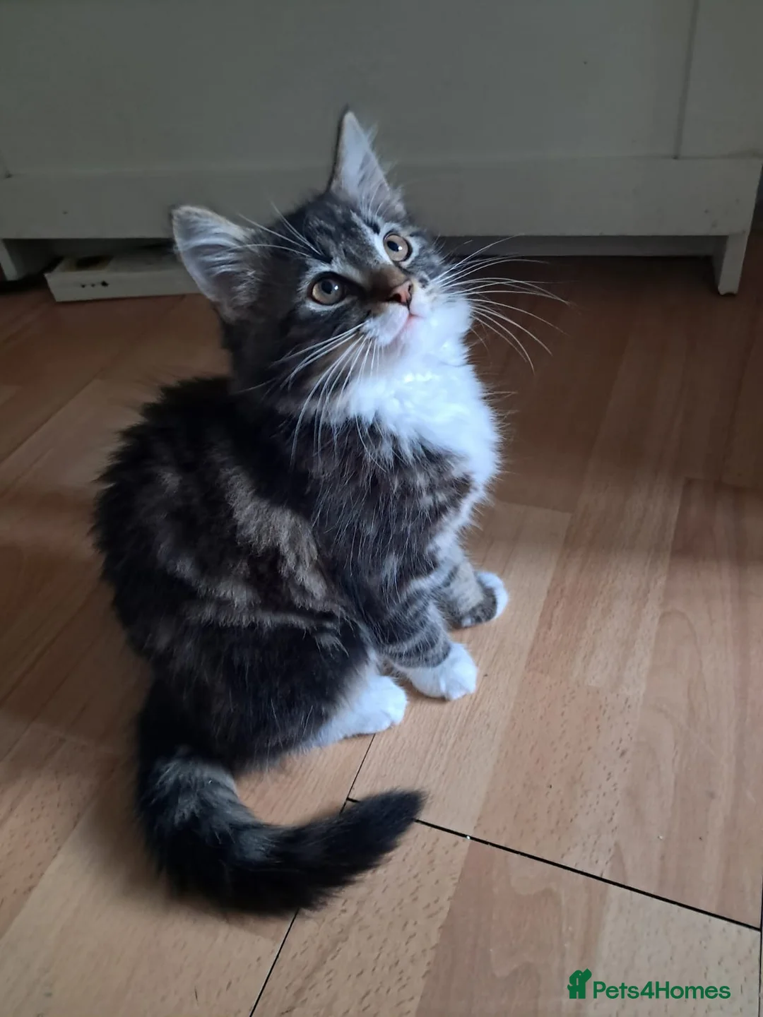 Mixed Breed cats for sale: HWe have 2boys,11 weeks old ready garden house pls - Advert 9