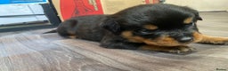 Rottweiler dogs for sale: Hulk and Ruby Rottweiler puppies  - Advert 2