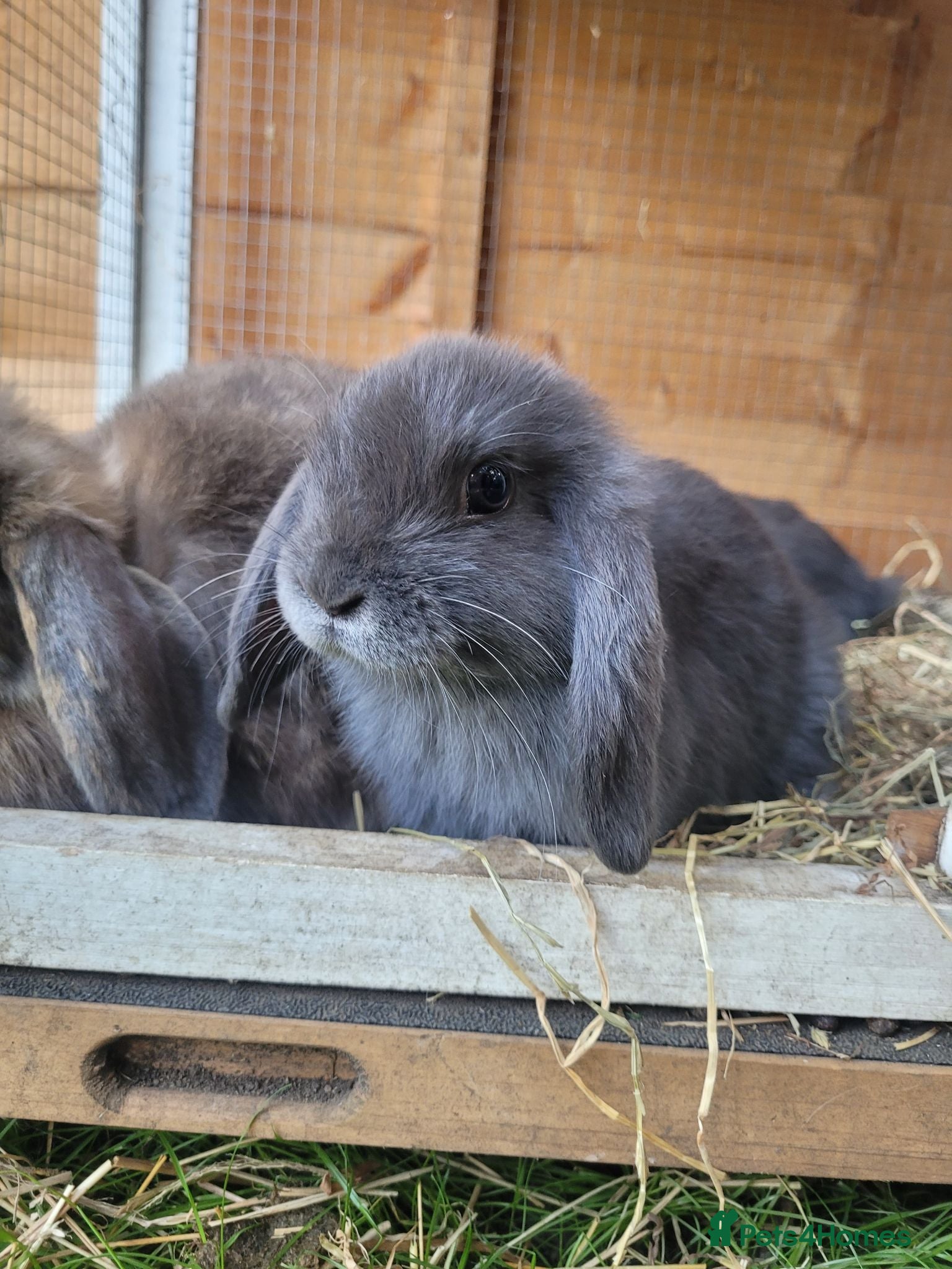 Mini Lop rabbits Mini lop bunny 🐰  - Advert 2