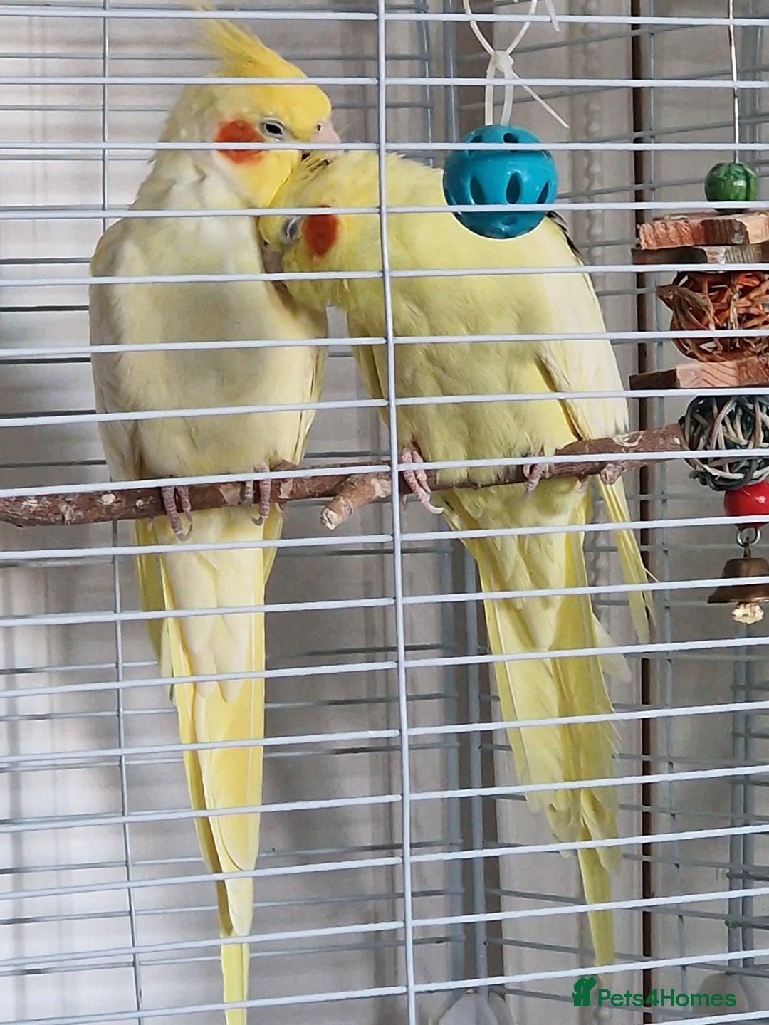 Cockatiels birds for sale: A young couple of cockateils with the cage. - Image 3