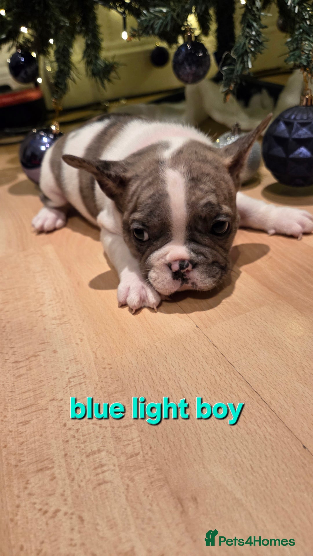 French Bulldog dogs for sale: Adorable French Bulldog puppies  - Advert 6