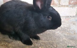 Rex rabbits for sale: rex/mini lop rabbits  - Image 2