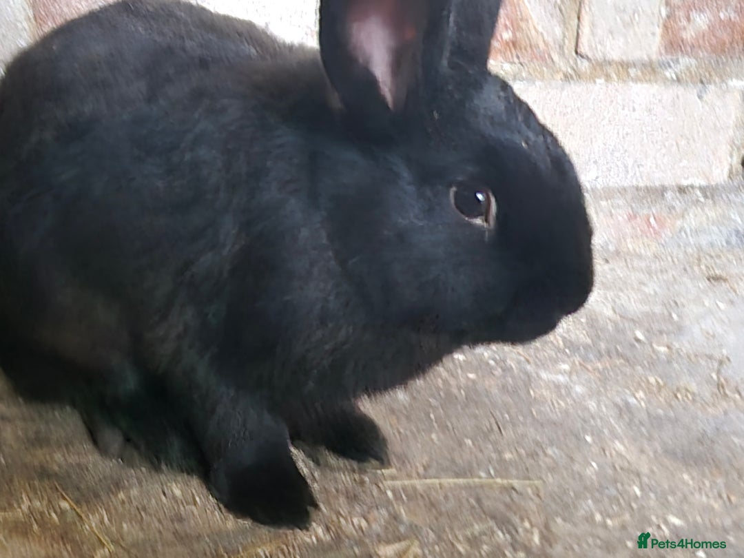 Rex rabbits for sale: rex/mini lop rabbits  - Image 2