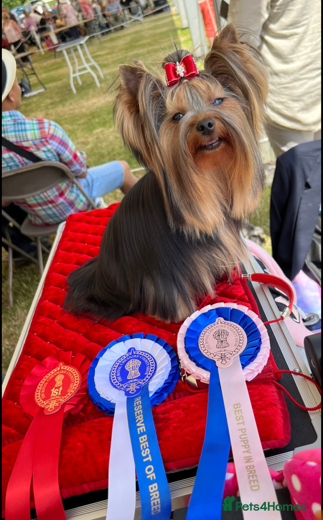 Yorkshire Terrier dogs for sale: KC registered champion blood puppies  - Image 13