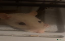 Rat rodents for sale: 2 rats looking for new home  - Image 7