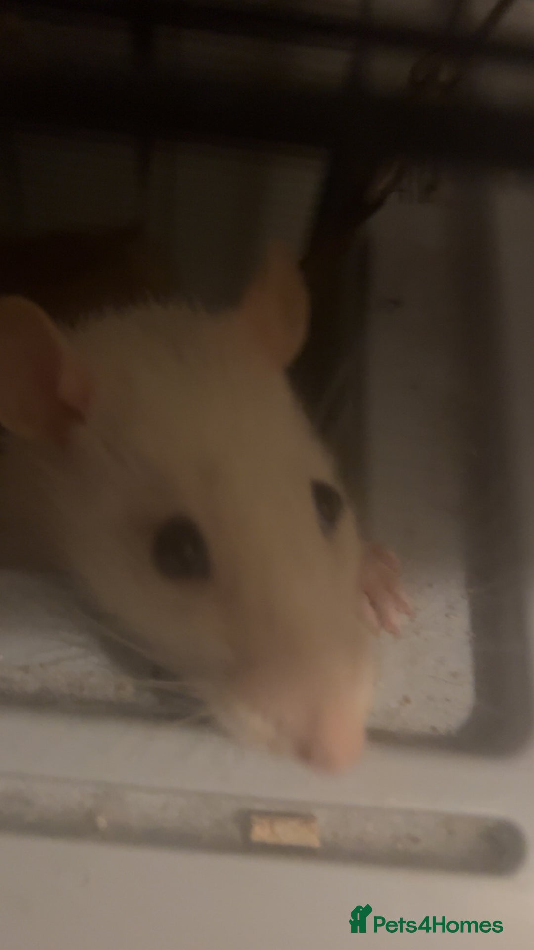Rat rodents for sale: 2 rats looking for new home  - Image 7