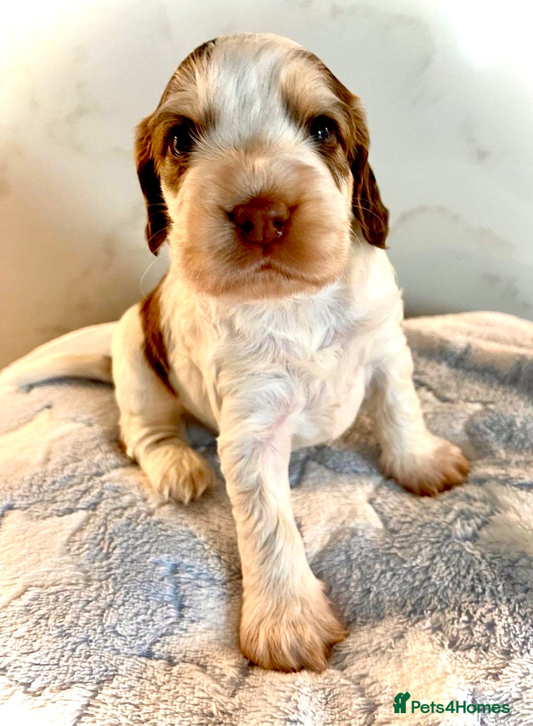 Cocker Spaniel dogs for sale: Fully health tested KC Cocker Spaniel puppies - Image 15