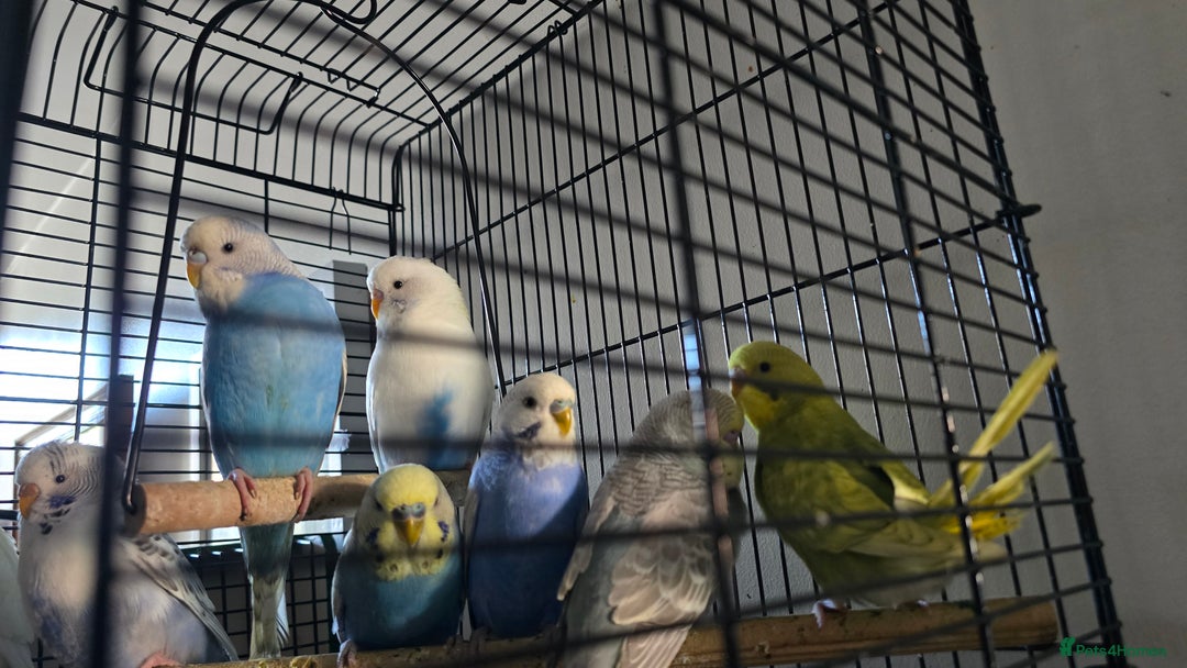Budgerigars birds for sale: Blackwing and budgies available  - Image 8