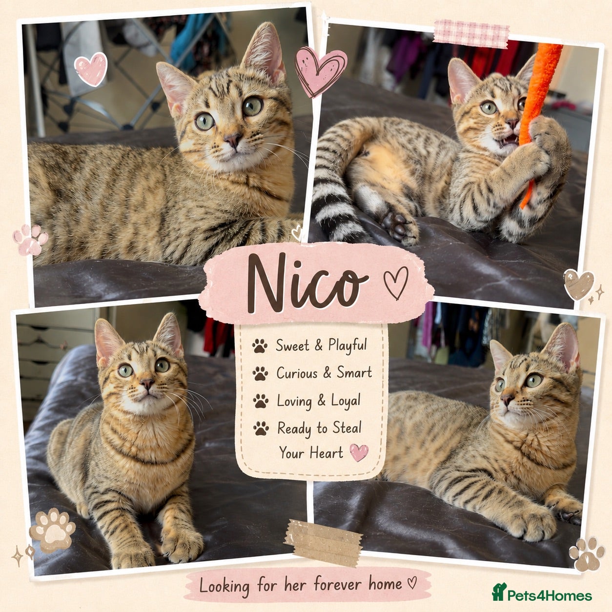 Mixed Breed cats HEAVILY DISCOUNTED FEMALE SCOTTISH BENGAL HYBRID  - Advert 2