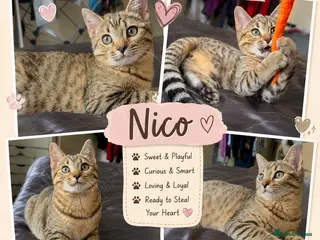 Mixed Breed cats HEAVILY DISCOUNTED FEMALE SCOTTISH BENGAL HYBRID - Advert 3