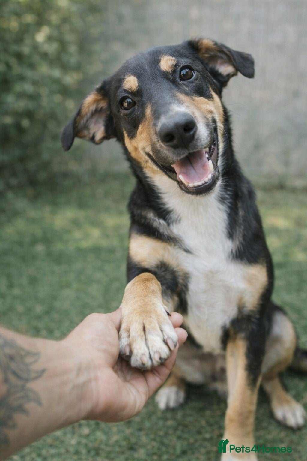 Mixed Breed dogs 🐾 Ollie – A Soft Heart Waiting for a Home - Advert 1