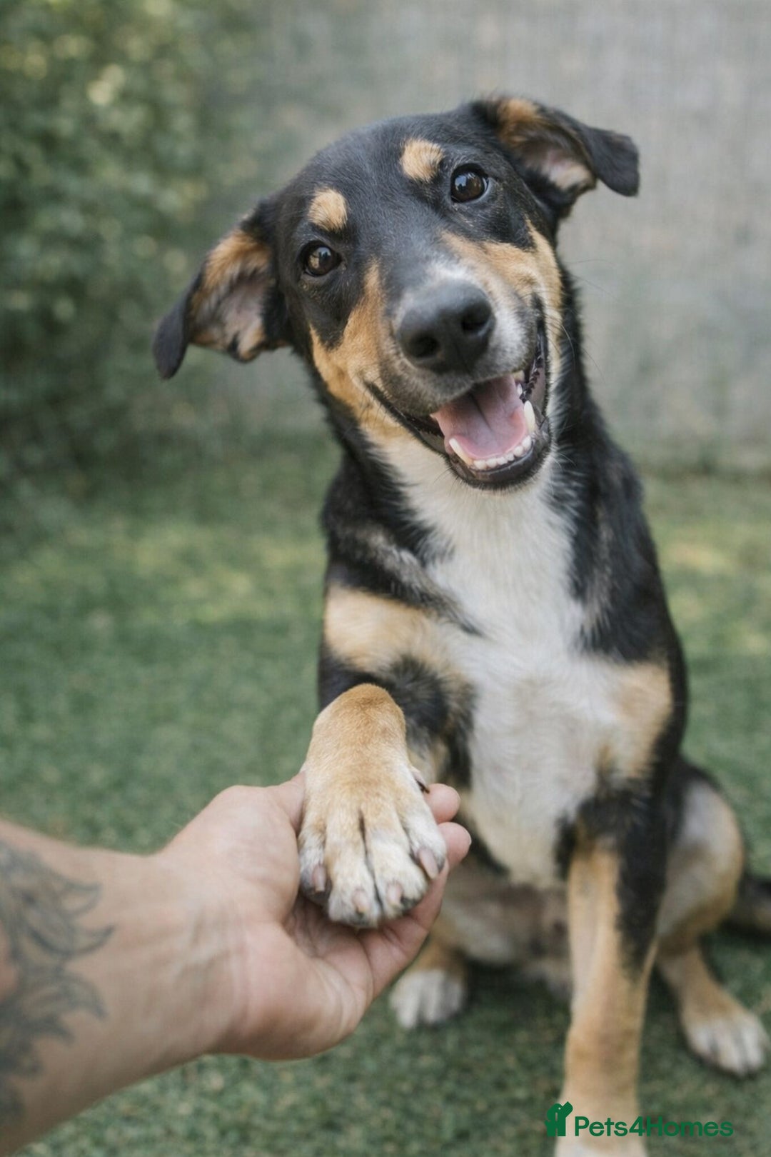 Mixed Breed dogs for adoption: 🐾 Ollie – A Soft Heart Waiting for a Home - Advert 1