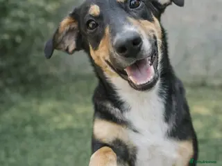 Mixed Breed dogs 🐾 Ollie – A Soft Heart Waiting for a Home - Advert 15