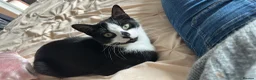 Mixed Breed cats for sale: 3 male kittens for sale  - Advert 32