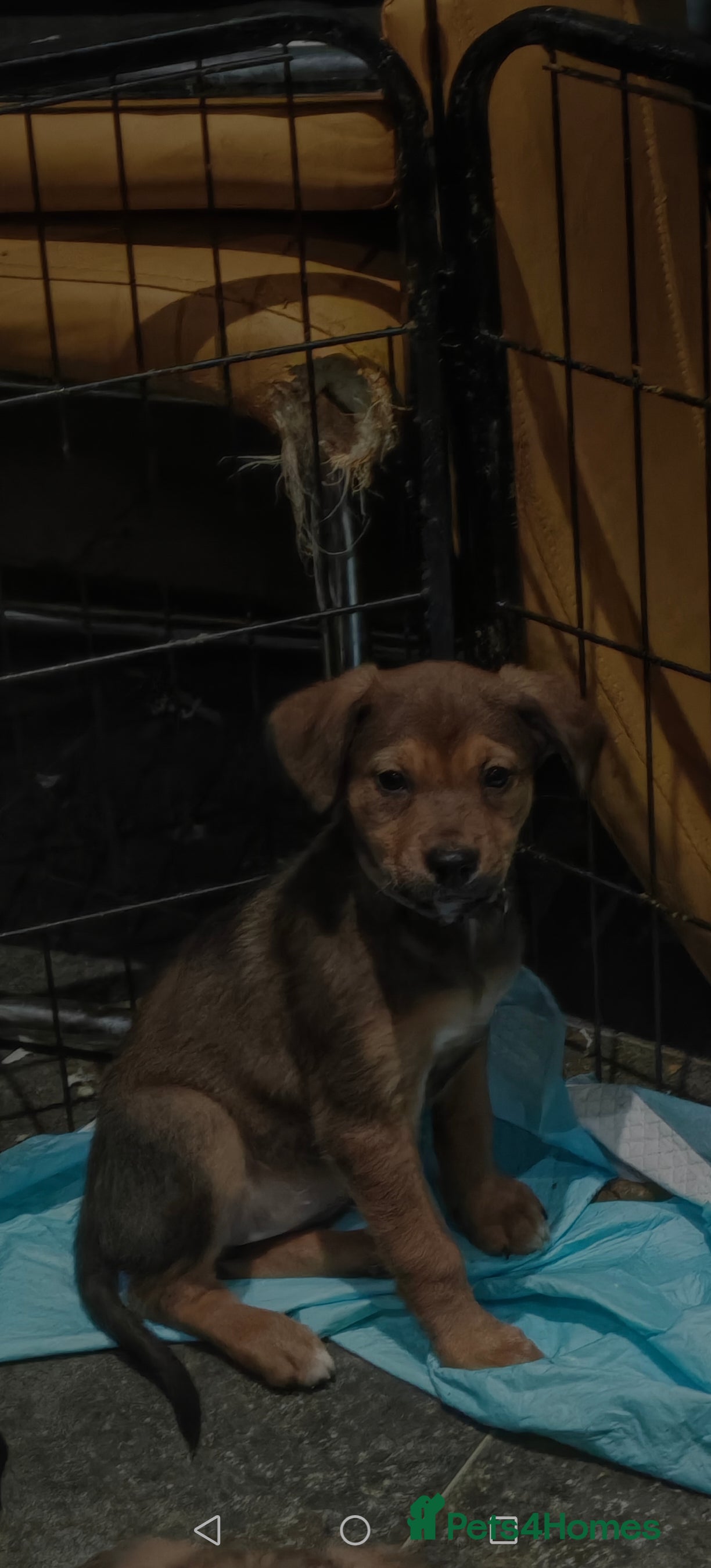 Mixed Breed dogs Rottweiler x lurcher - Advert 14