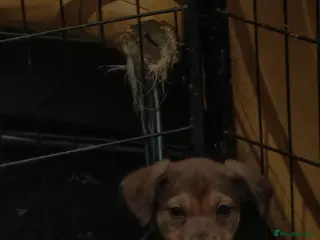 Mixed Breed dogs Rottweiler x lurcher - Advert 14