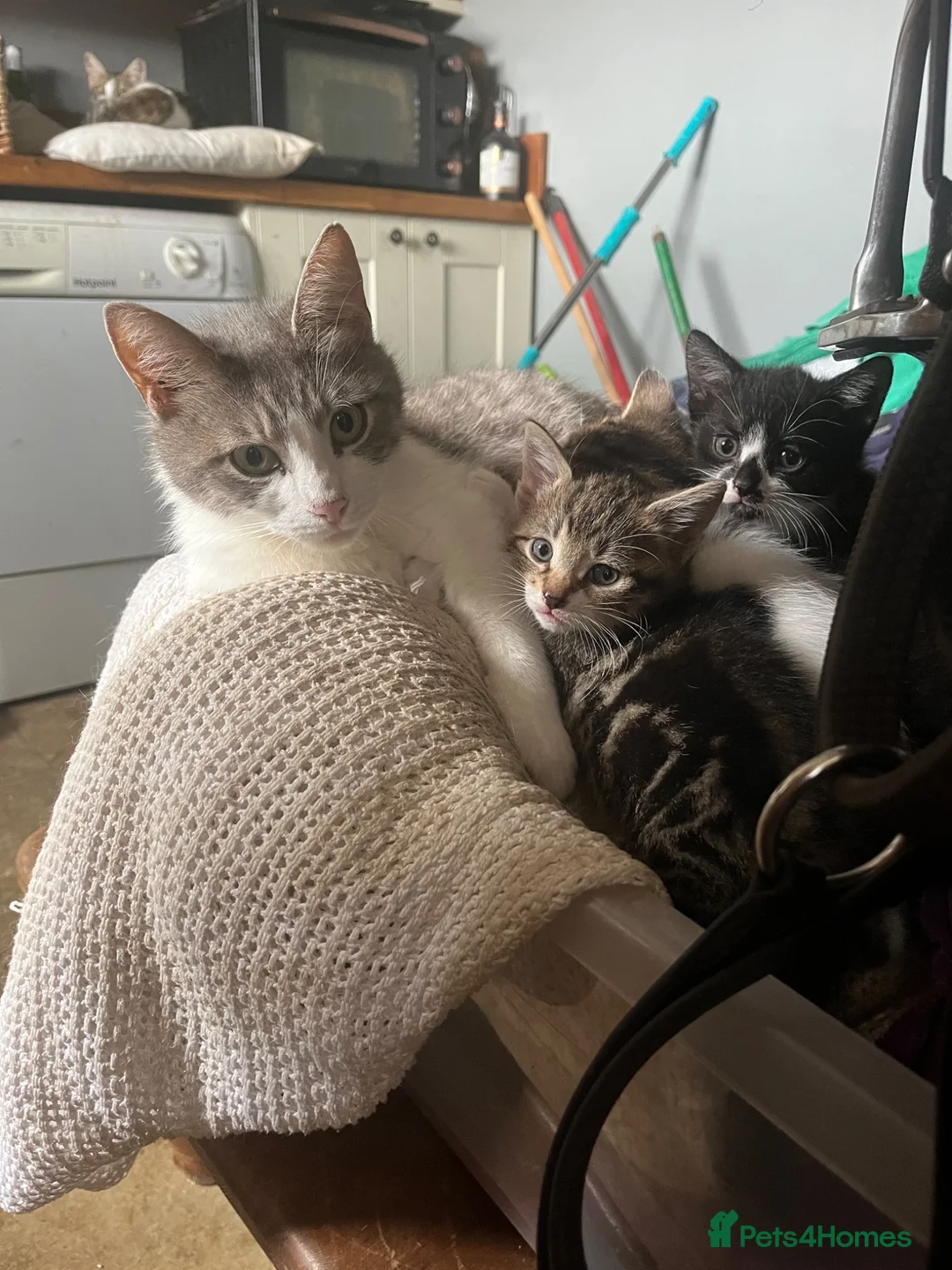 Mixed Breed cats for sale: Very friendly and  in Shipston-on-Stour - Advert 5