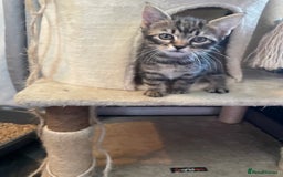 Mixed Breed cats for sale: 2 stunning little kittens for sale - Image 1