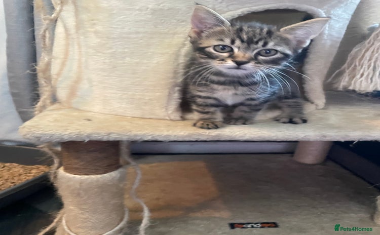 Mixed Breed cats - Advert 1