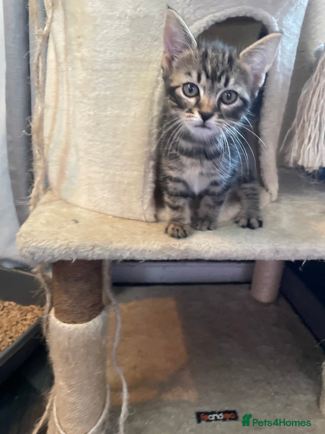 Mixed Breed cats for sale: 2 stunning little kittens for sale - Image 1