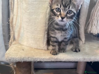 Mixed Breed cats - Advert 15