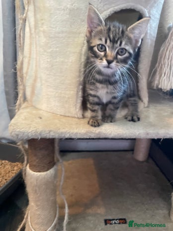 Mixed Breed cats - Advert 12