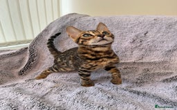 Bengal cats for sale: 😻OUTSTANDING TICA reg BENGAL KITTENS  - Image 9
