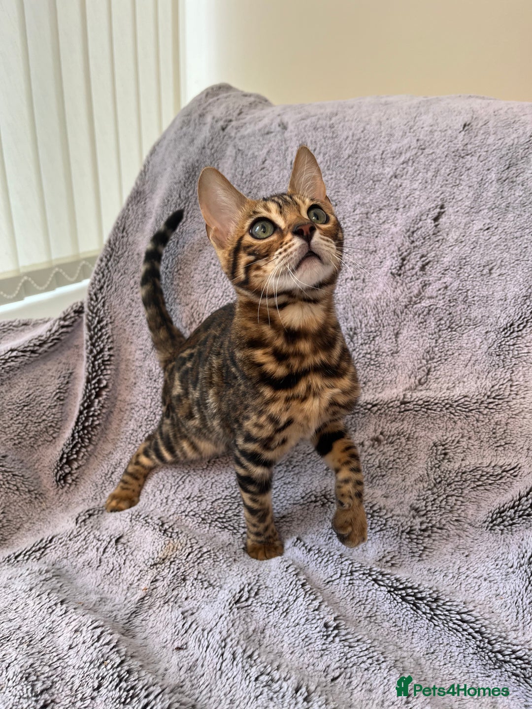 Bengal cats for sale: 😻OUTSTANDING TICA reg BENGAL KITTENS  - Image 9