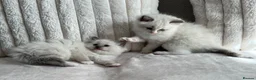 Ragdoll cats for sale: TICA REGISTERED Gorgeous Ragdoll Kitten - Advert 18