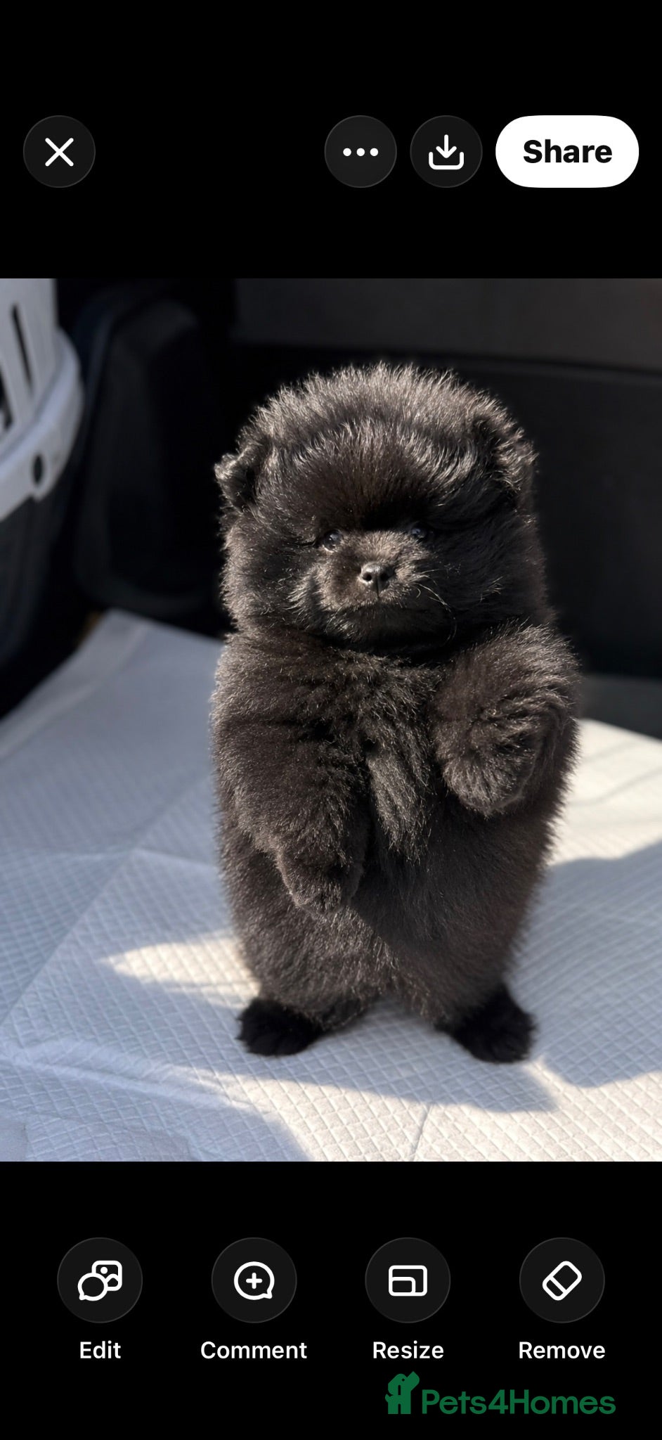 Pomeranian dogs 🧸 TOP QUALITY TEDDY BEAR POMS 🧸 - Advert 7