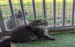Persian cats for sale: ADORABLE RUSSIAN BLUE X PERSIAN KITTENS - Image 3
