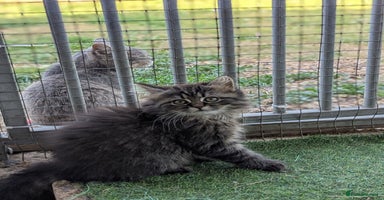 Persian cats - Advert 1