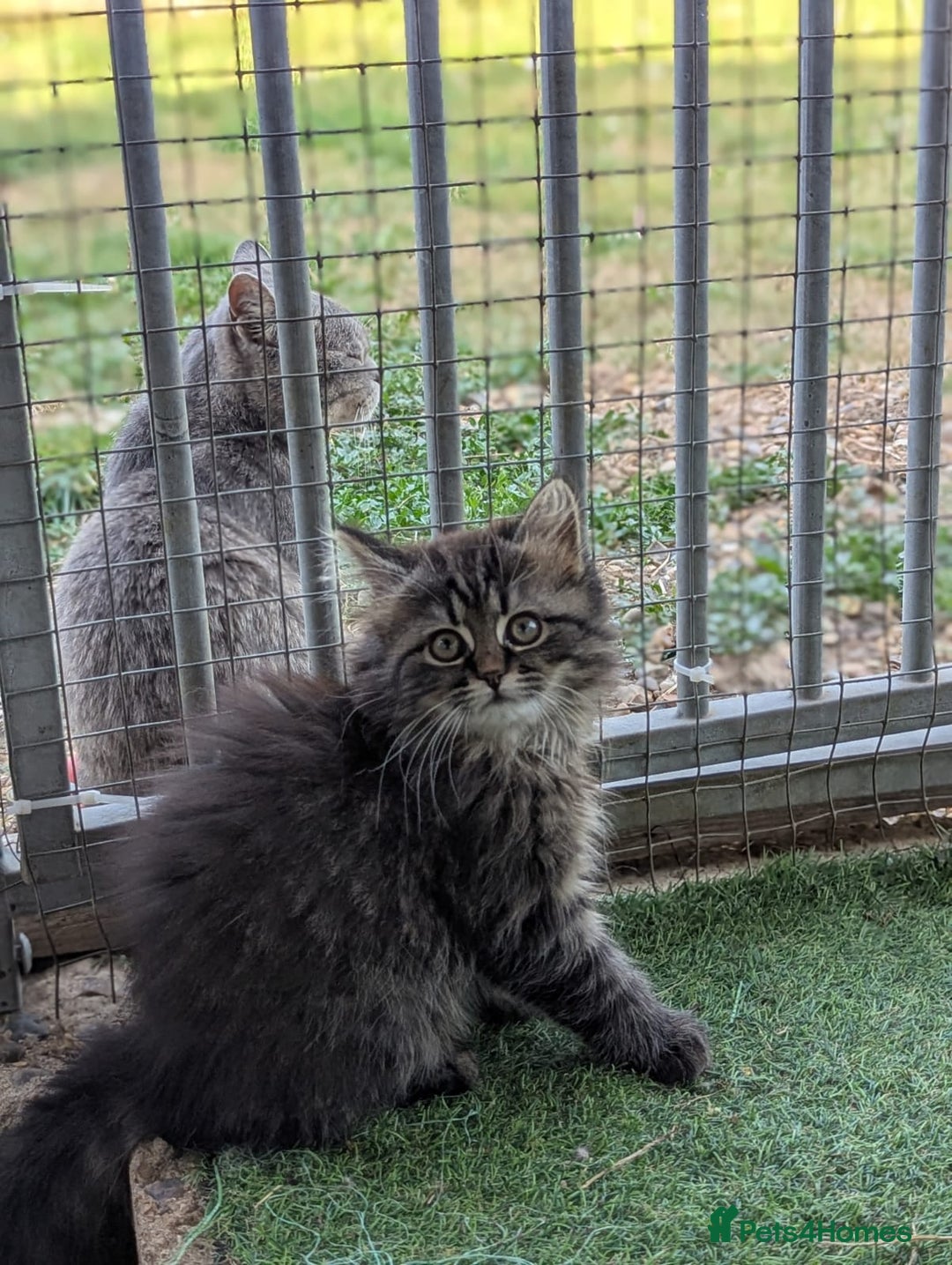 Persian cats for sale: ADORABLE RUSSIAN BLUE X PERSIAN KITTENS - Image 3