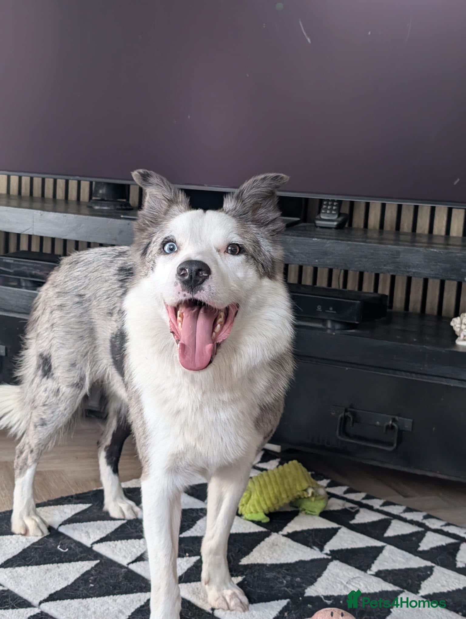 Mixed Breed dogs 💙🐶 STRIKE – A LOVING COLLIE HEART  - Advert 1
