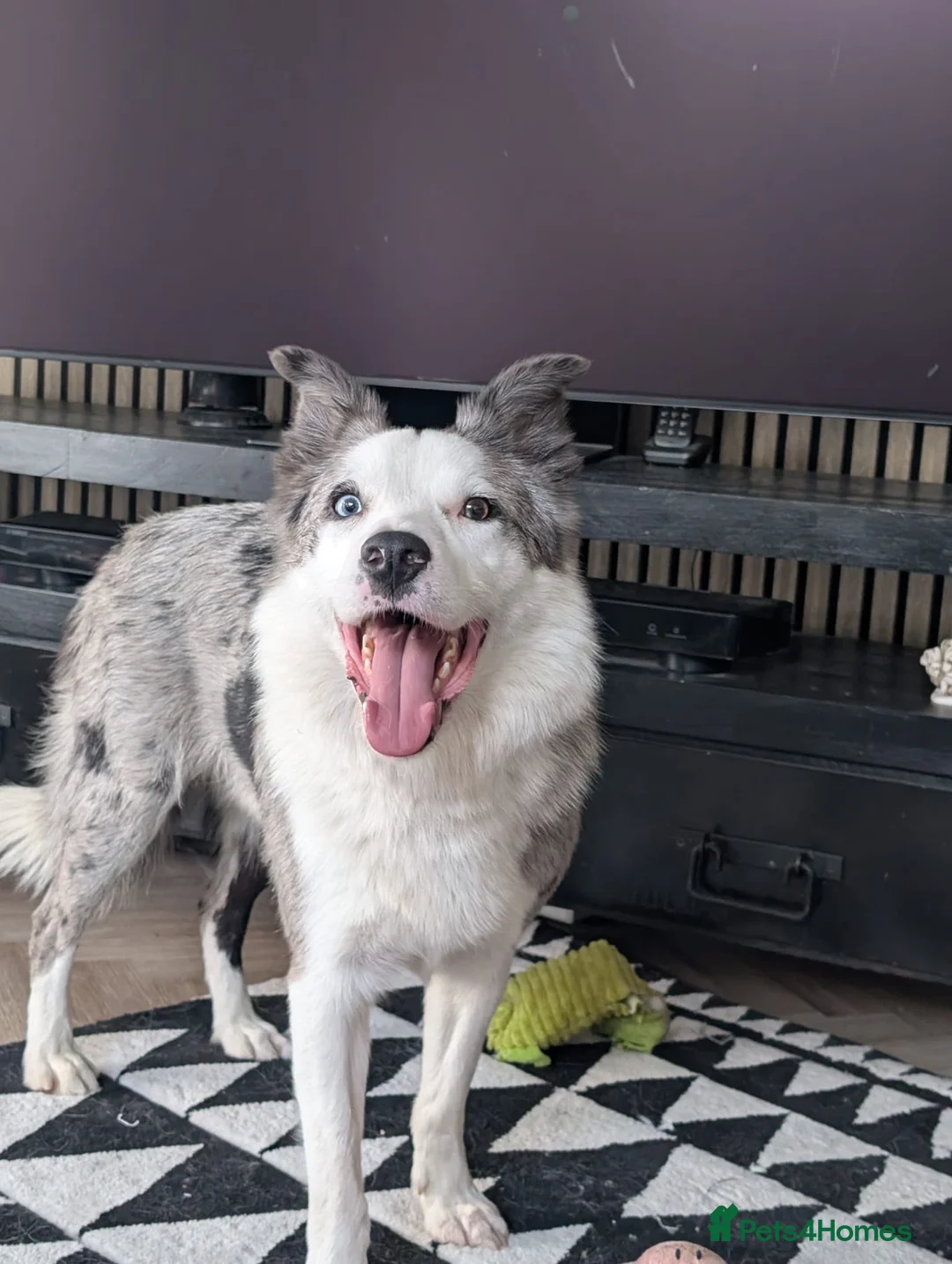 Mixed Breed dogs for adoption: 💙🐶 STRIKE – A LOVING COLLIE HEART  in Preston - Advert 1