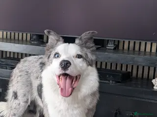 Mixed Breed dogs 💙🐶 STRIKE – A LOVING COLLIE HEART - Advert 1
