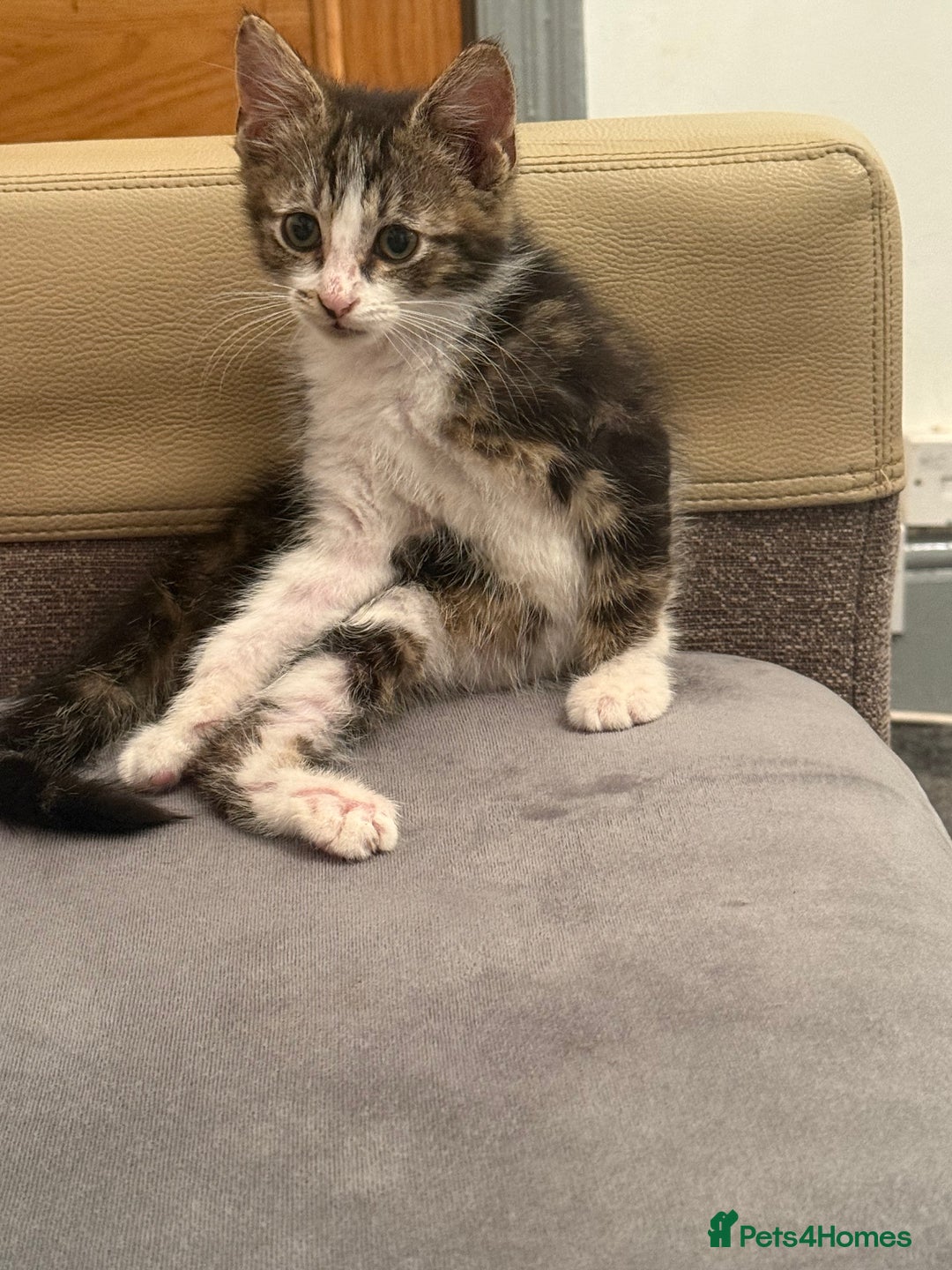Domestic Shorthair cats for sale: baby kittens  - Image 2