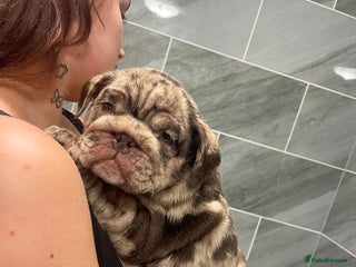 English Bulldog dogs World class English bulldogs / reduced - Advert 6