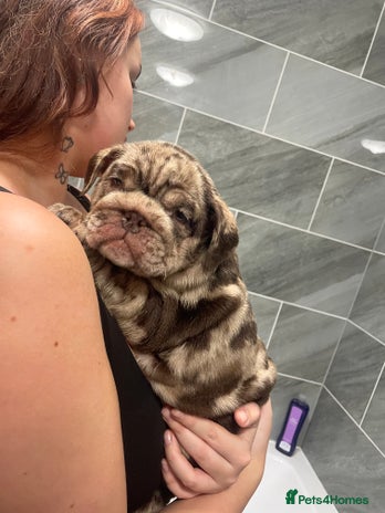 English Bulldog dogs - Advert 1