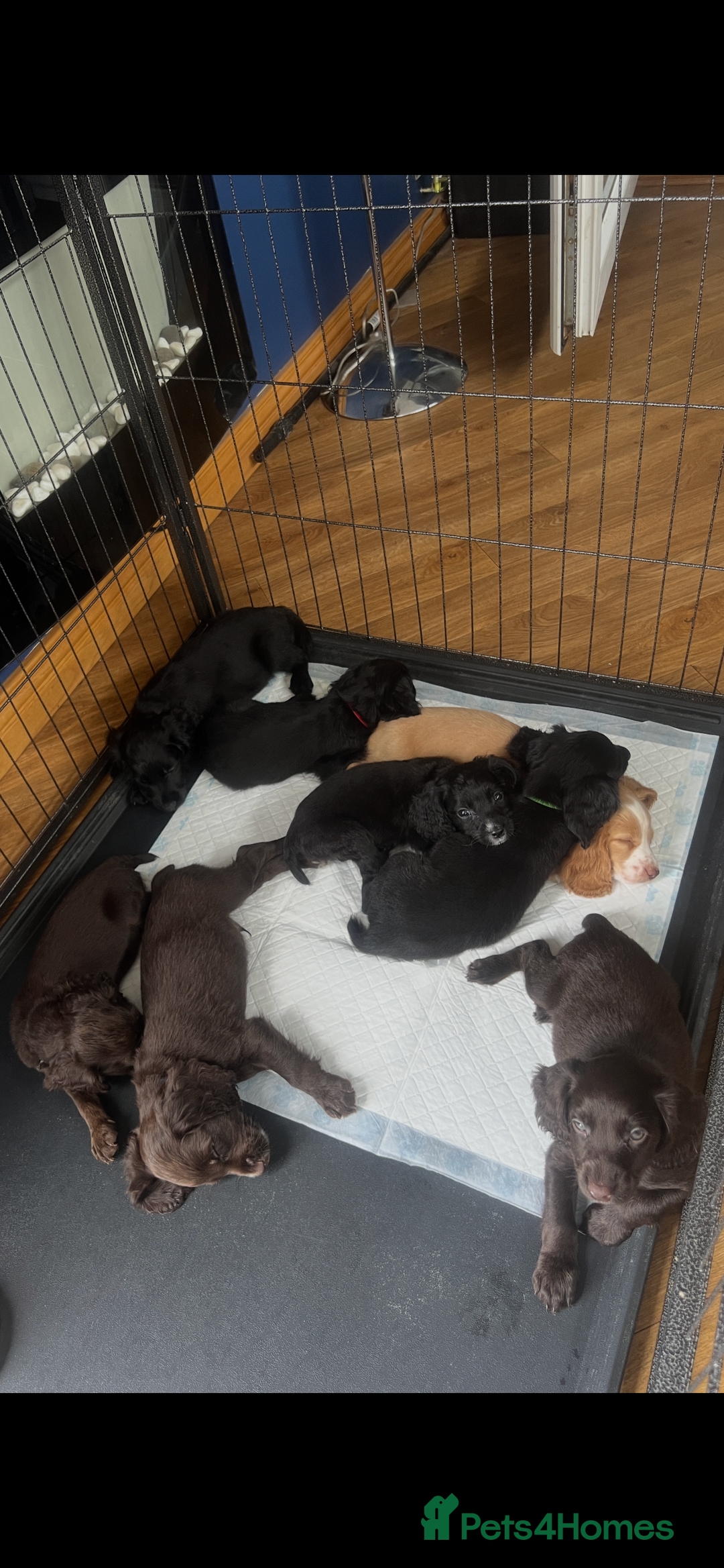 Cocker Spaniel dogs for sale: KC Working Cocker Spaniels available now - Image 12