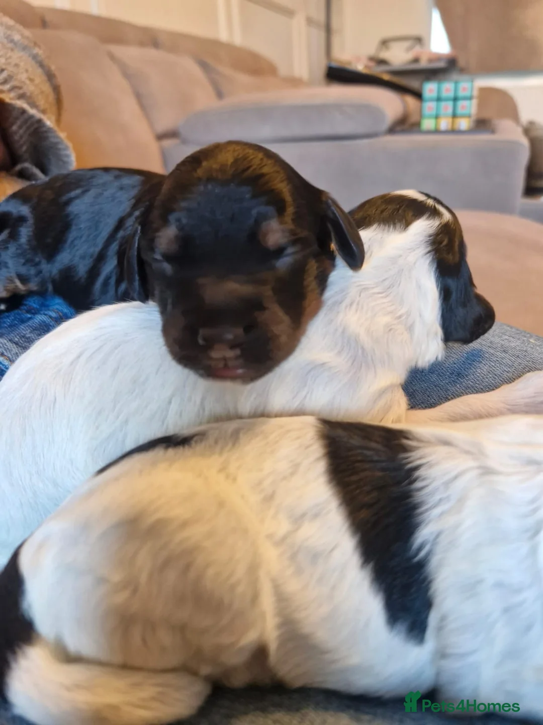 Cockapoo dogs for sale: 6 miniature Cockapoo Puppies - Advert 16