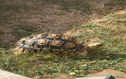 Tortoise reptiles for sale: African leopard & horsefield tortoises  - Image 6