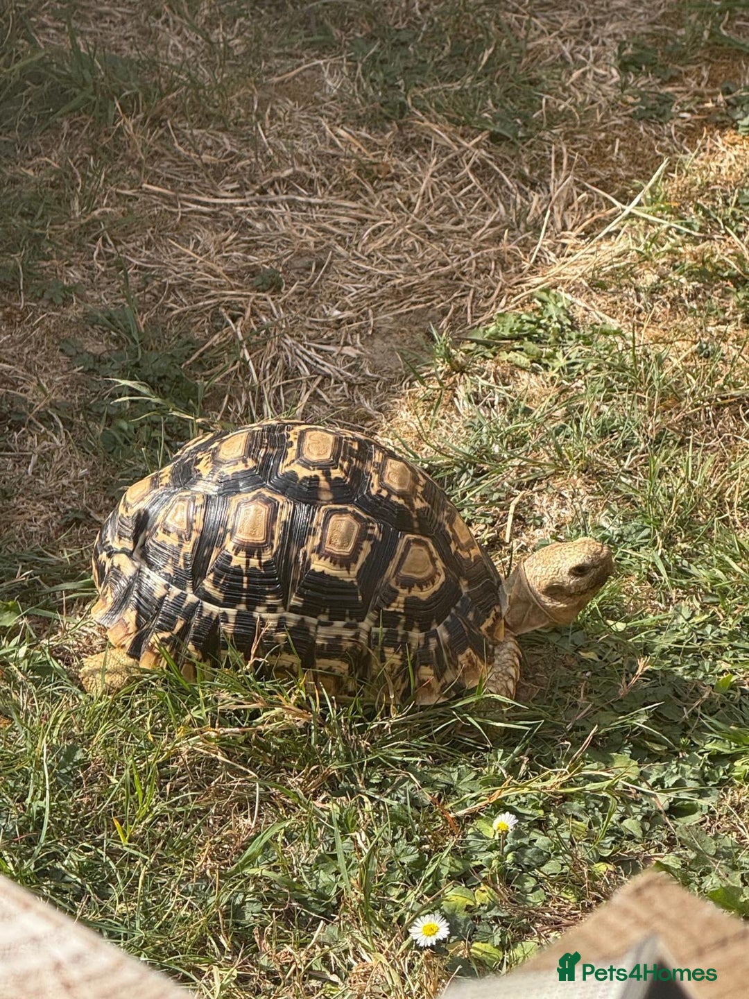 Tortoise reptiles for sale: African leopard & horsefield tortoises  - Image 6