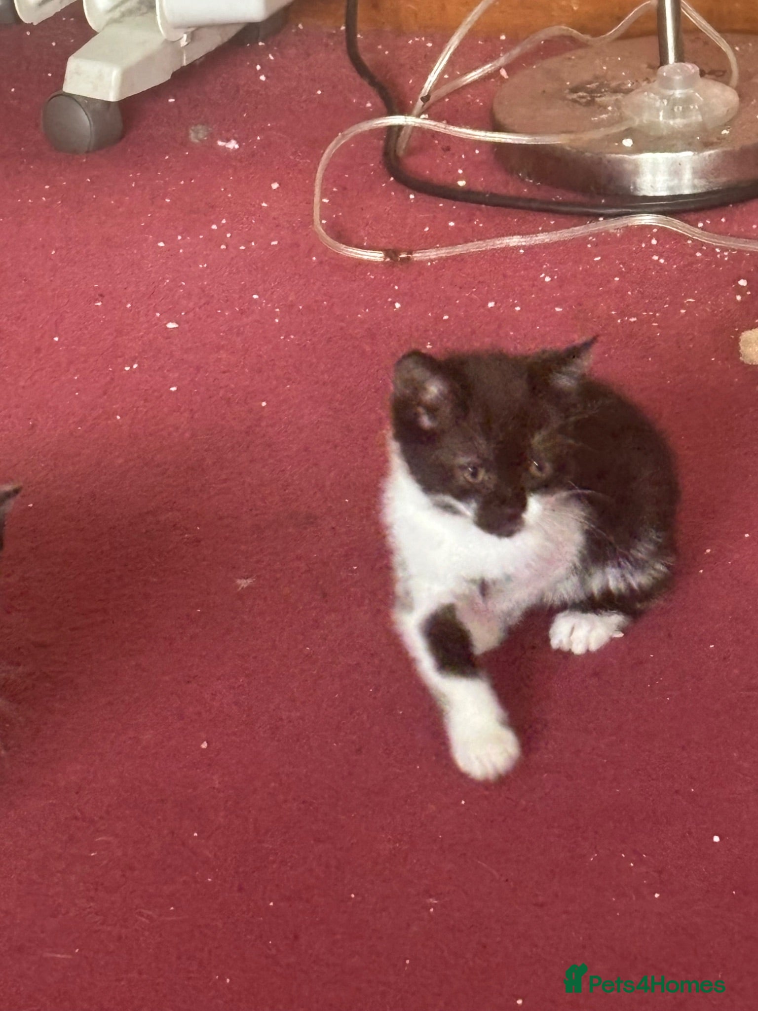 Mixed Breed cats Black/White Female kitten  - Advert 4